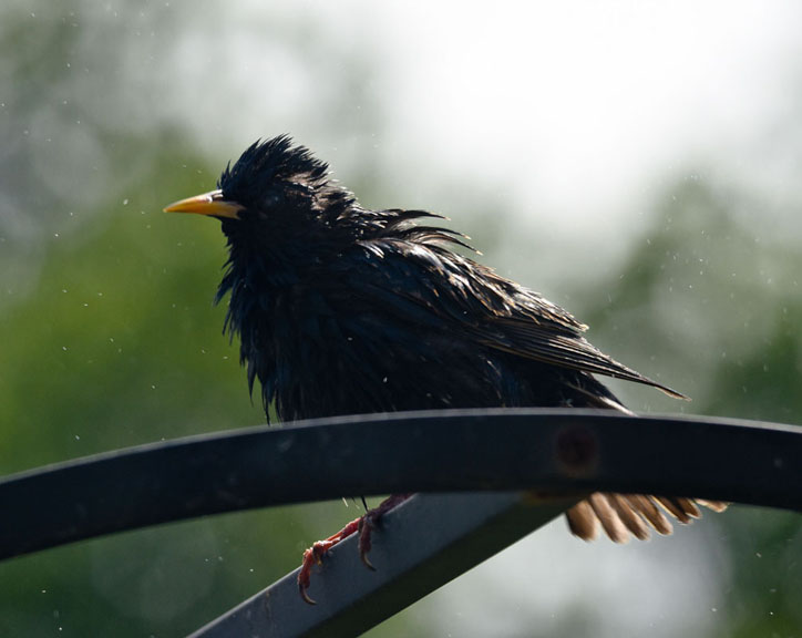 starling