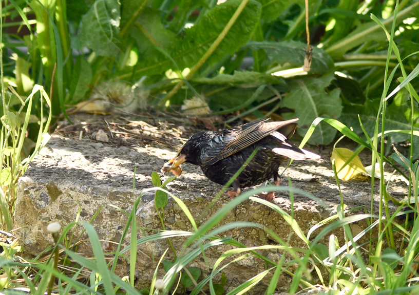 starling