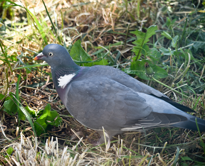 Pigeon