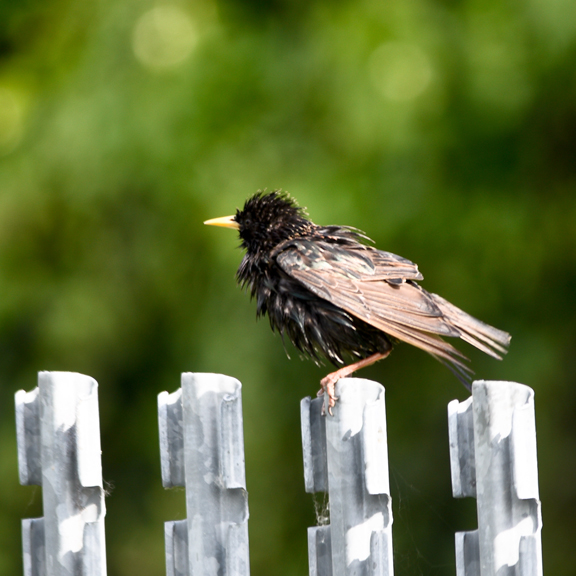 starling