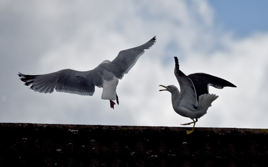 seagull