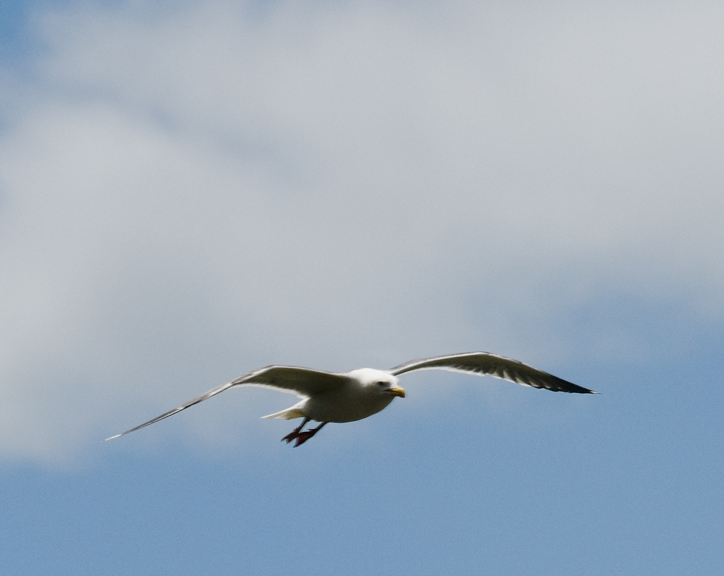 seagull