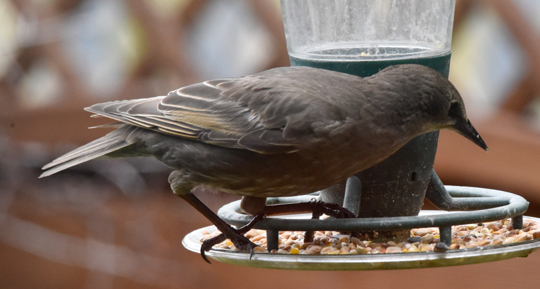 starling