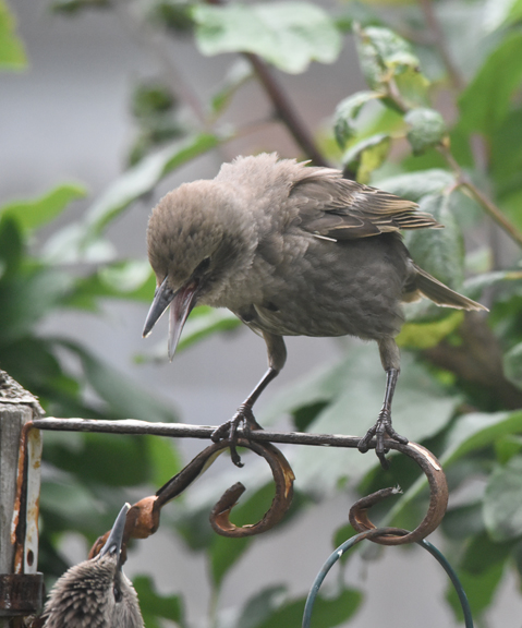 starling