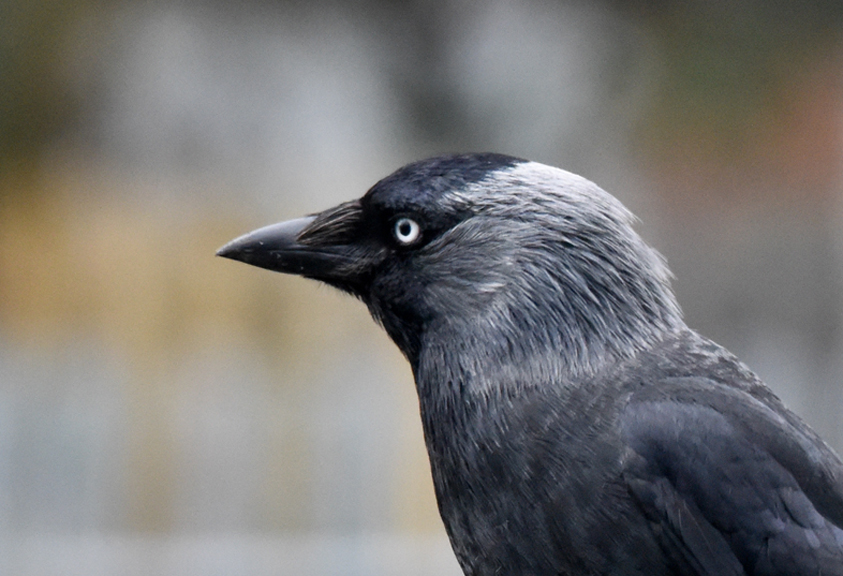 Jackdaw