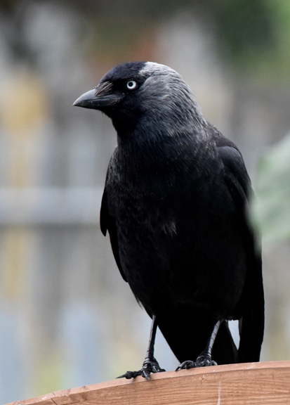 Jackdaw