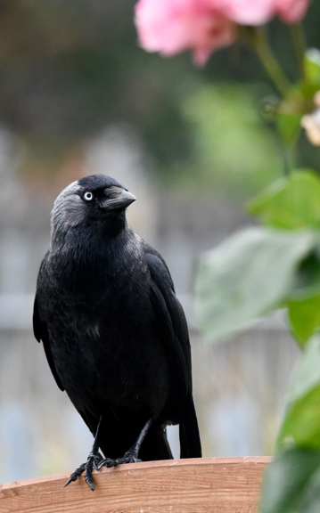 Jackdaw